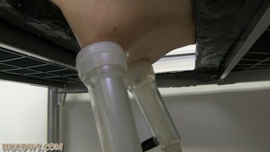 Hucows.com - Arienh on the milking bed